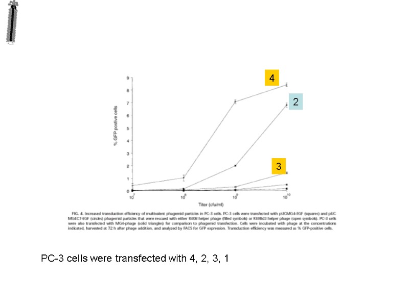PC-3 cells were transfected with 4, 2, 3, 1  4 3 2